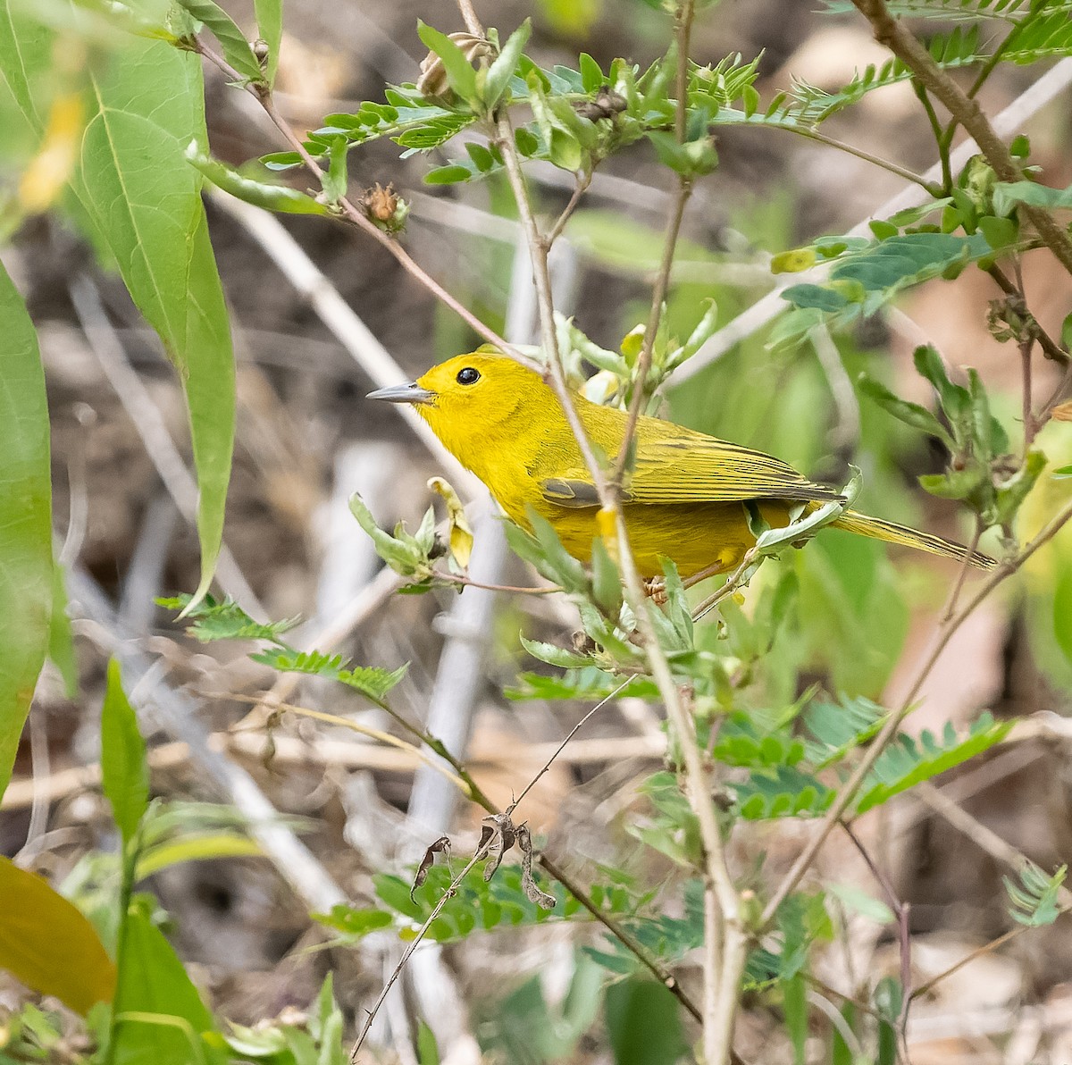 Yellow Warbler (Golden) - ML565014691