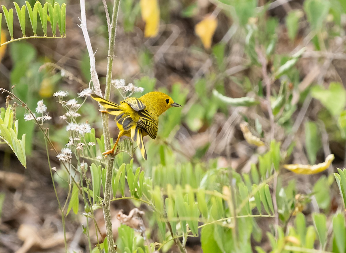 Yellow Warbler (Golden) - Simon Colenutt