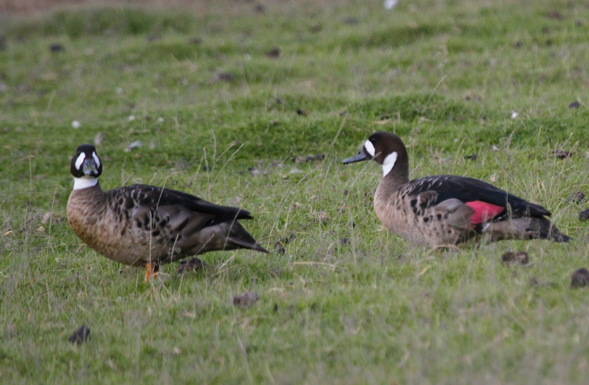 Spectacled Duck - ML565015691