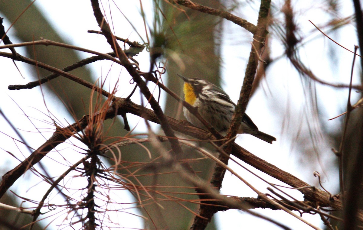 Yellow-throated Warbler - ML565017261