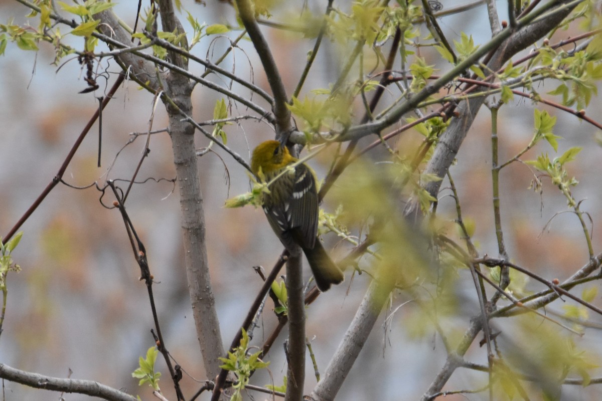 ホノオフウキンチョウ - ML565017501