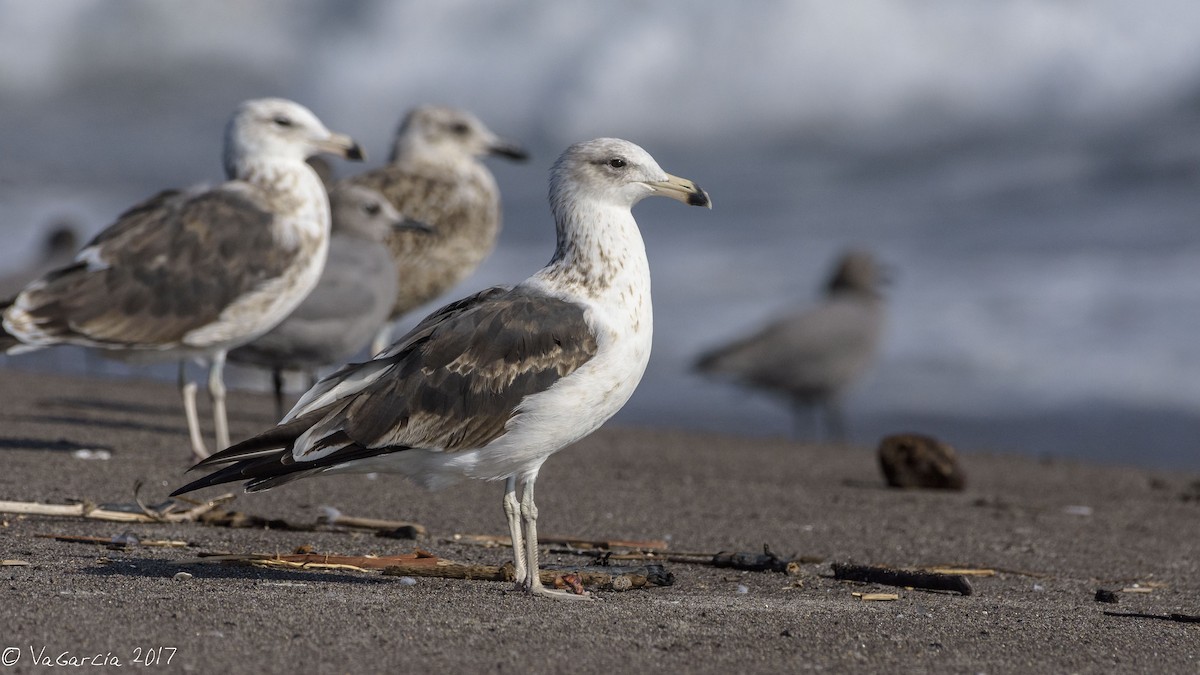 Kelp Gull - VERONICA ARAYA GARCIA