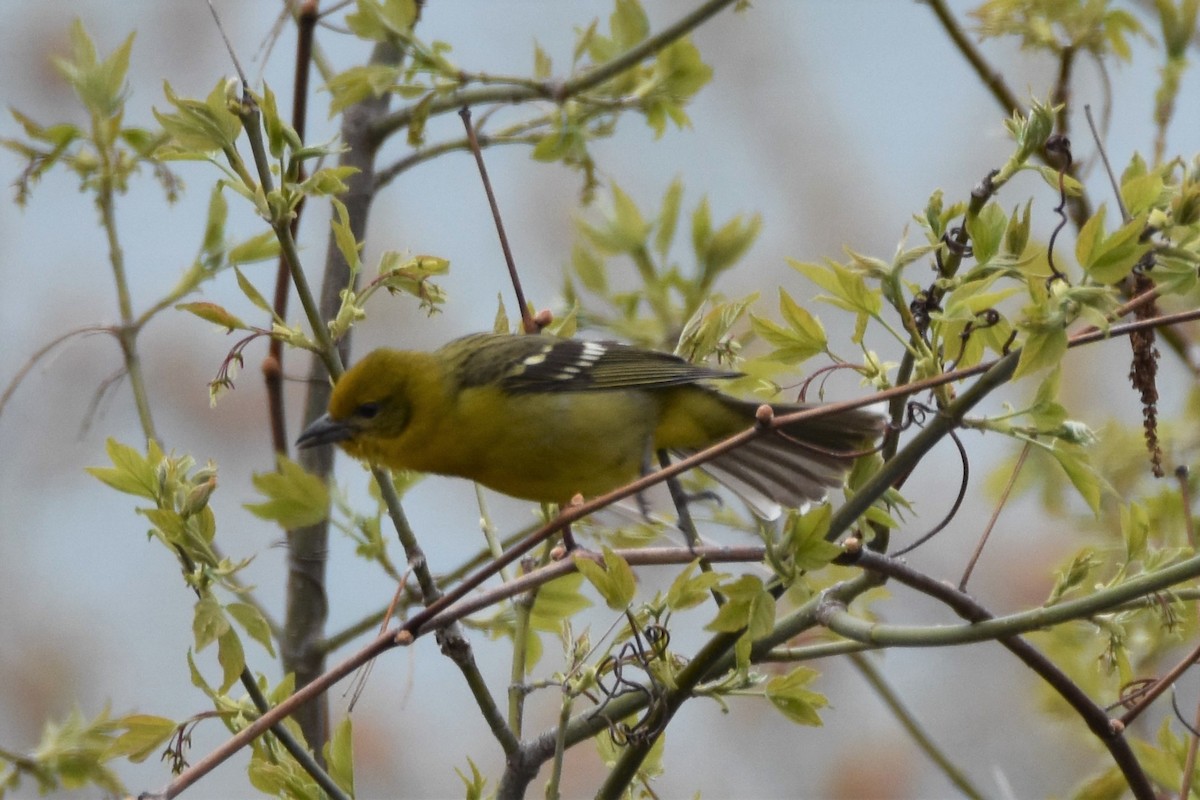 ホノオフウキンチョウ - ML565017641