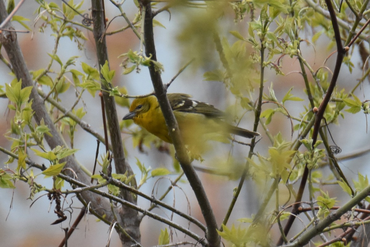 ホノオフウキンチョウ - ML565017651