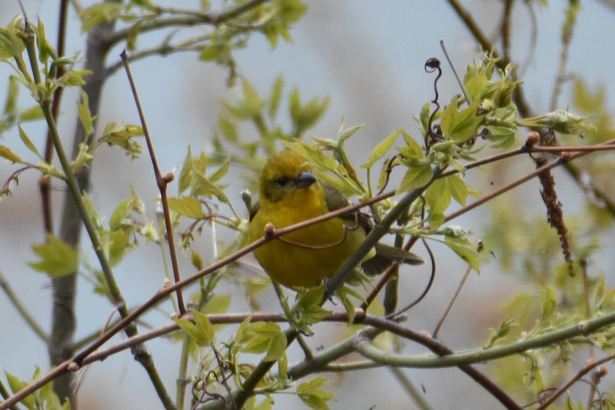 ホノオフウキンチョウ - ML565017671