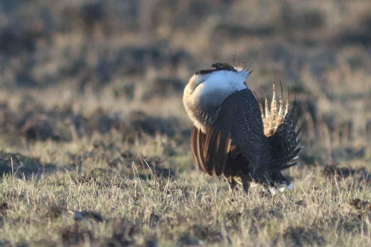 Greater Sage-Grouse - Edward Landi