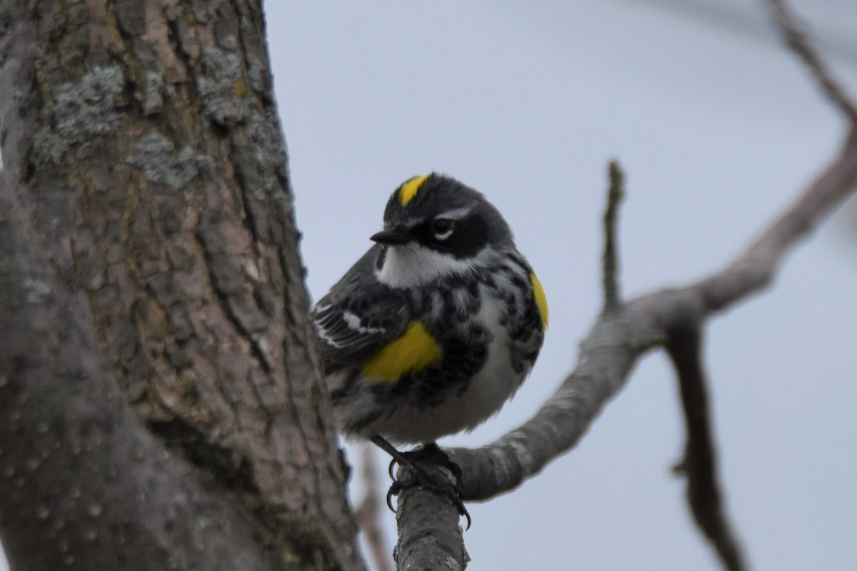 キヅタアメリカムシクイ - ML565017701