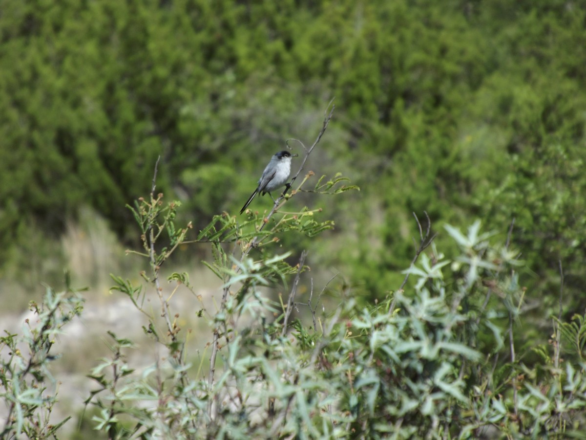 Black-tailed Gnatcatcher - ML56501781