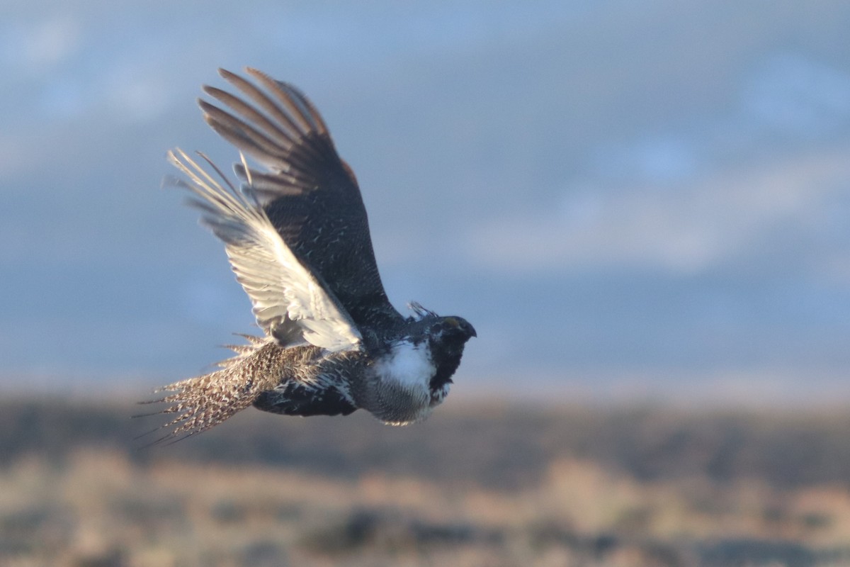 Greater Sage-Grouse - Edward Landi