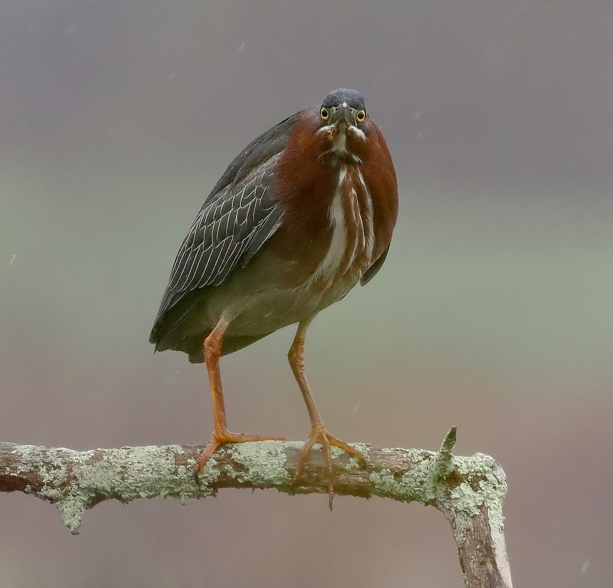 Green Heron - ML565018011