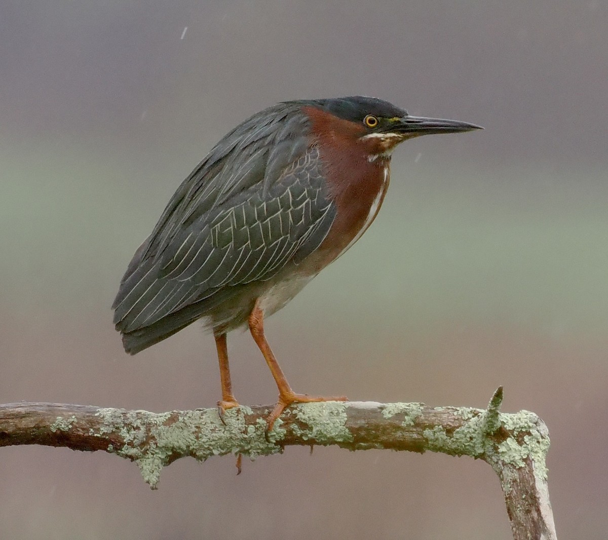 Green Heron - ML565018021