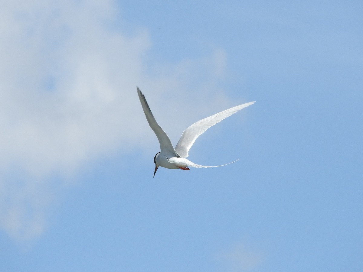 Forster's Tern - ML56501811