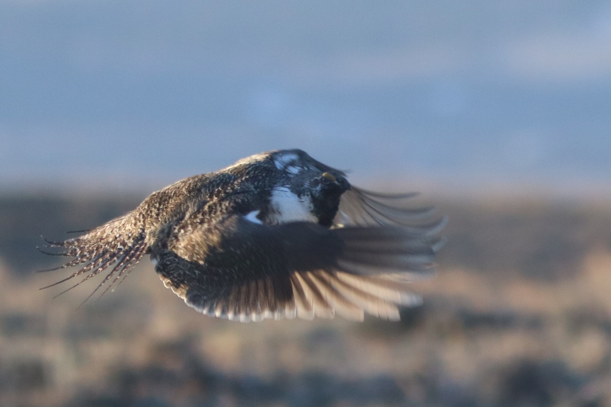 Greater Sage-Grouse - Edward Landi