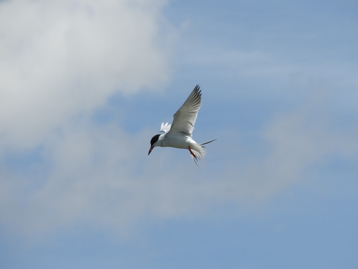 Forster's Tern - ML56501831