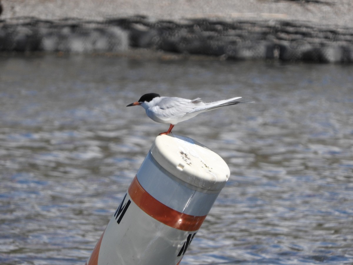 Forster's Tern - Connie Misket