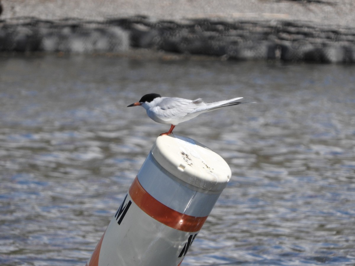 Forster's Tern - ML56501841