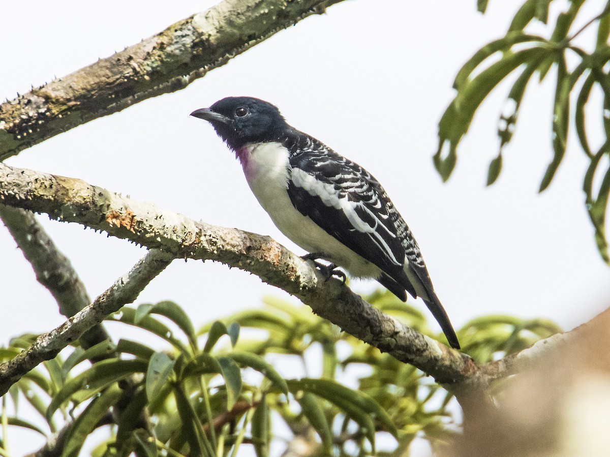 Purple-throated Cotinga - Dušan Brinkhuizen