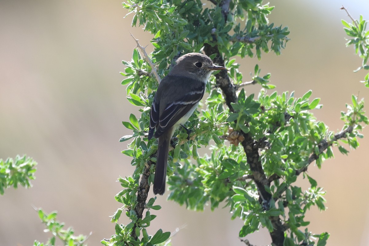 Gray Flycatcher - ML565019201