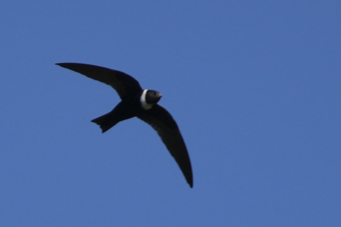 White-collared Swift - ML565019221