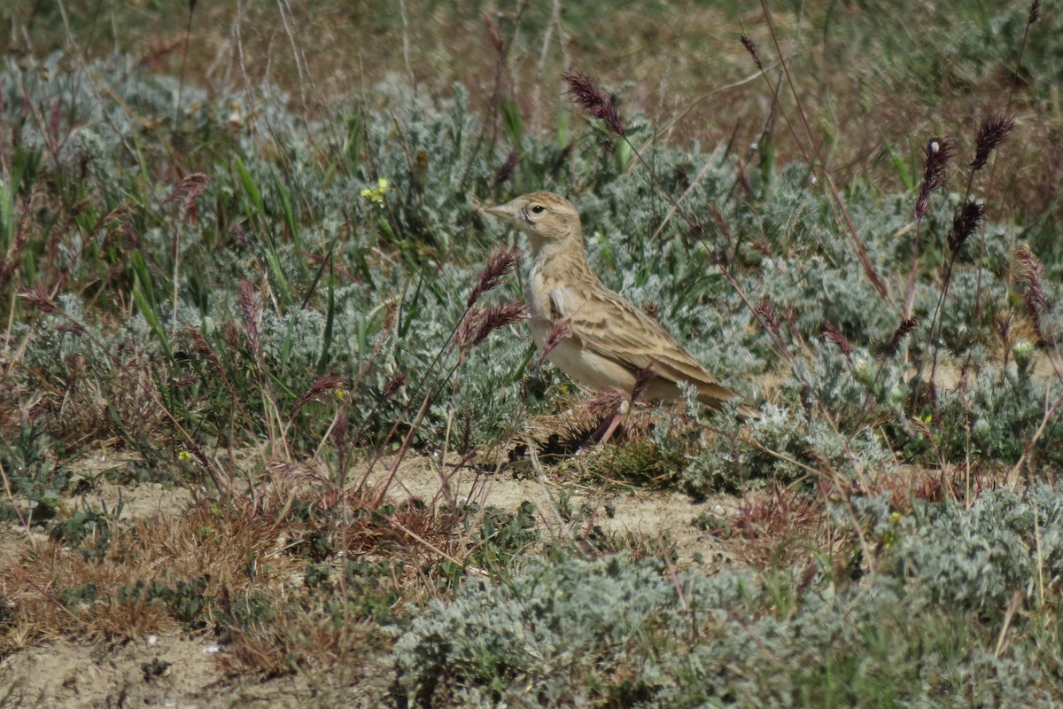 Greater Short-toed Lark - ML565019491