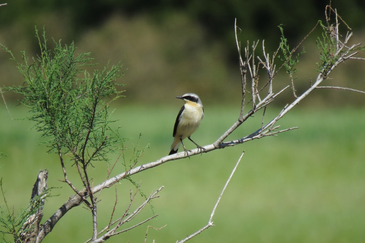 Northern Wheatear - ML565019571