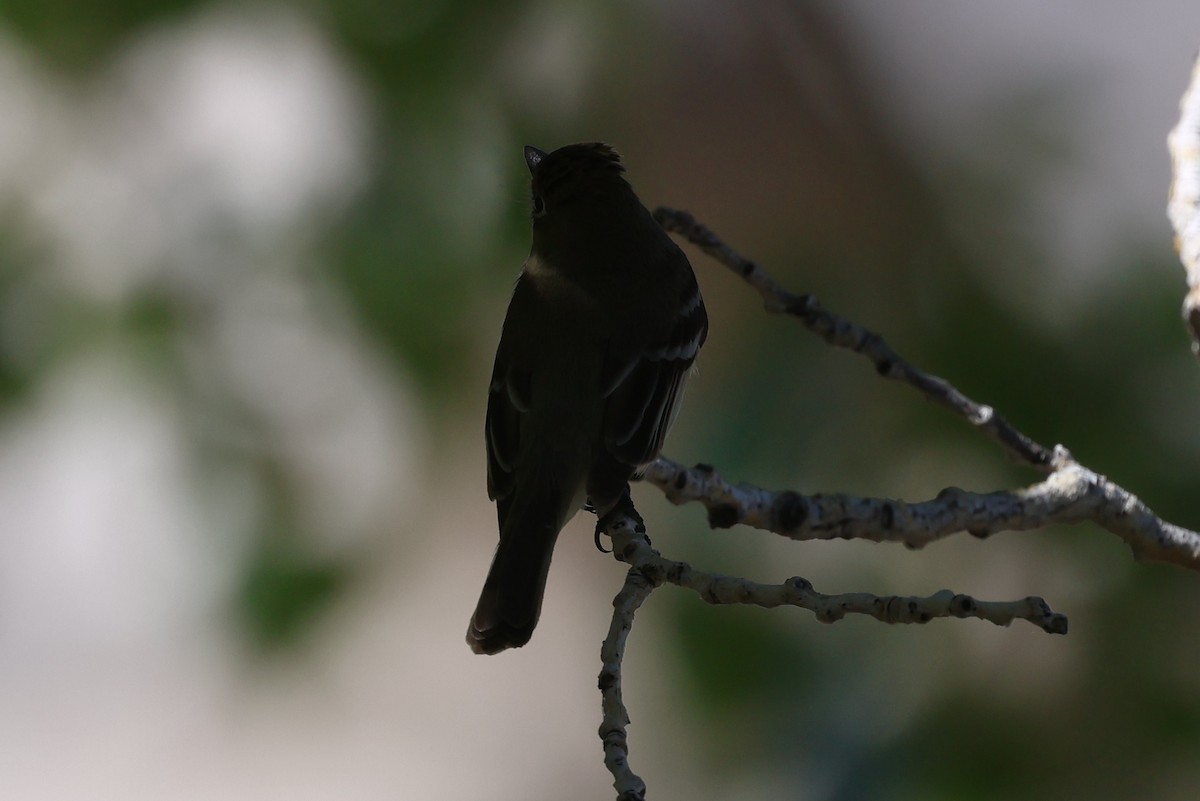 Western Flycatcher (Pacific-slope) - ML565019591