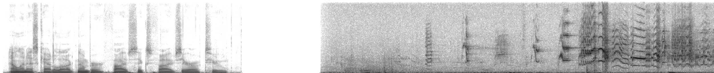 Weißstirnamazone - ML56502