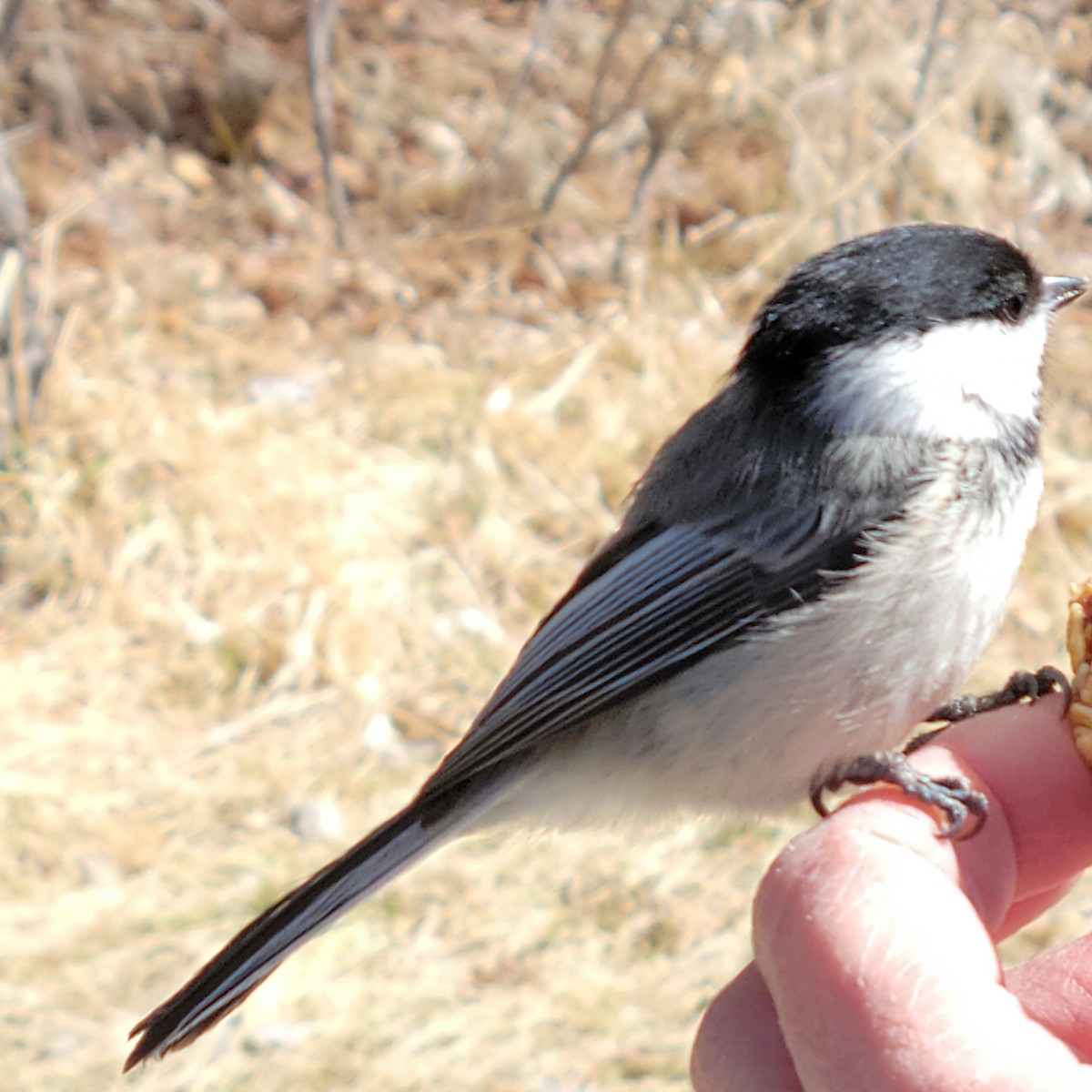 Black-capped Chickadee - ML565020581