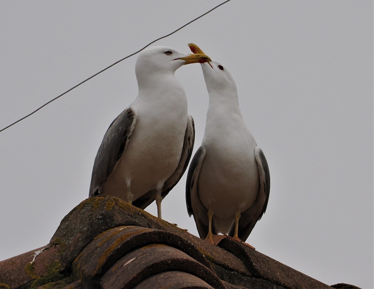 Yellow-legged Gull - ML565020611