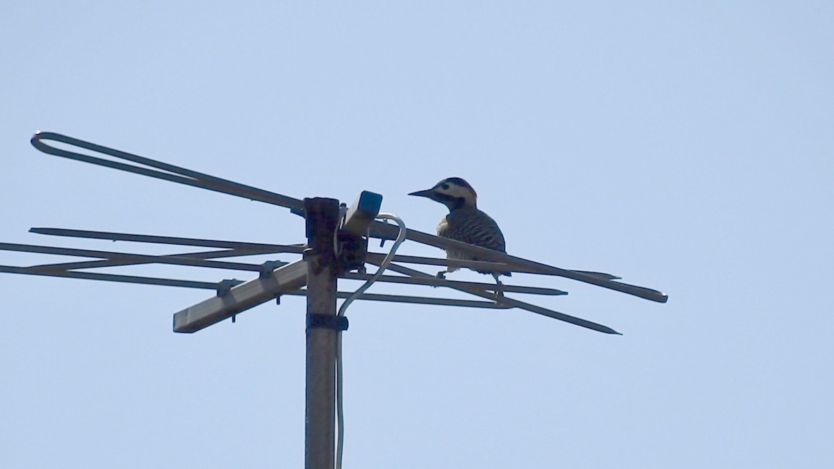 Green-barred Woodpecker - ML565021041