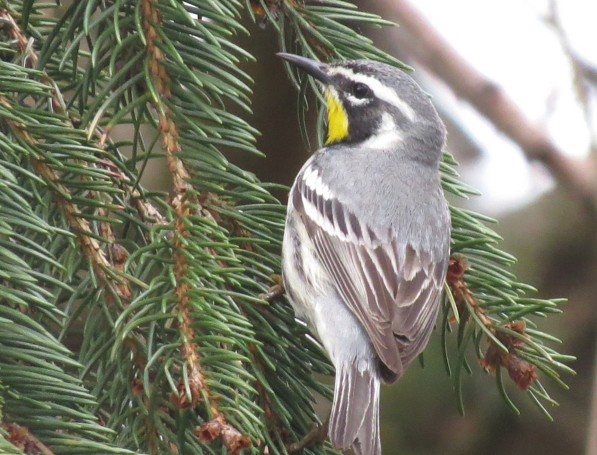 Yellow-throated Warbler - shelley seidman