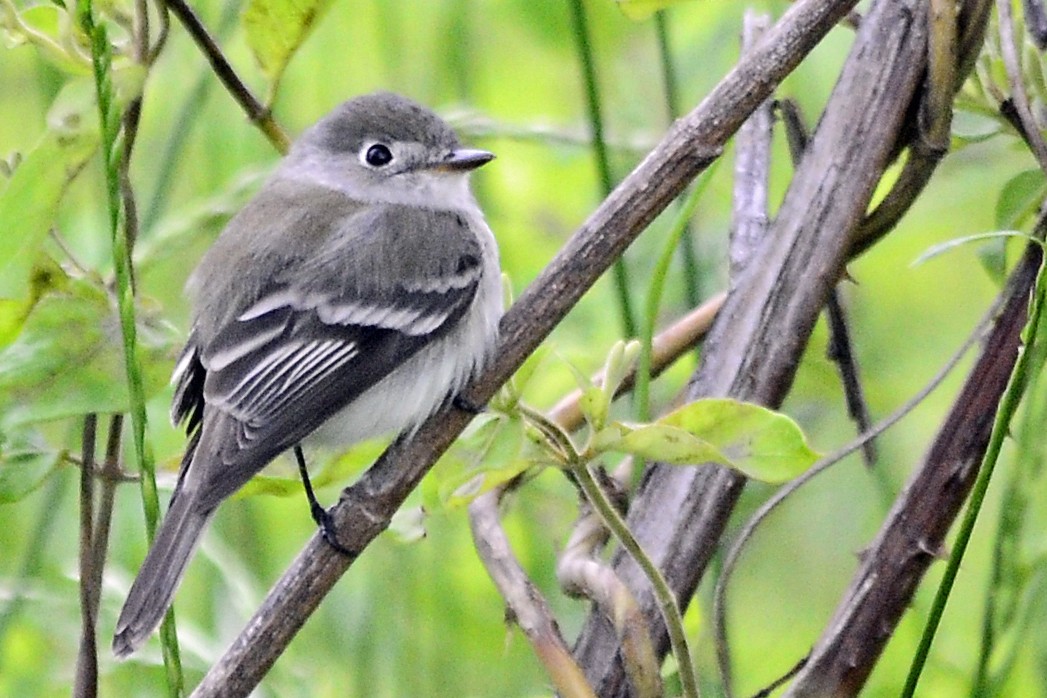 Least Flycatcher - ML56502411