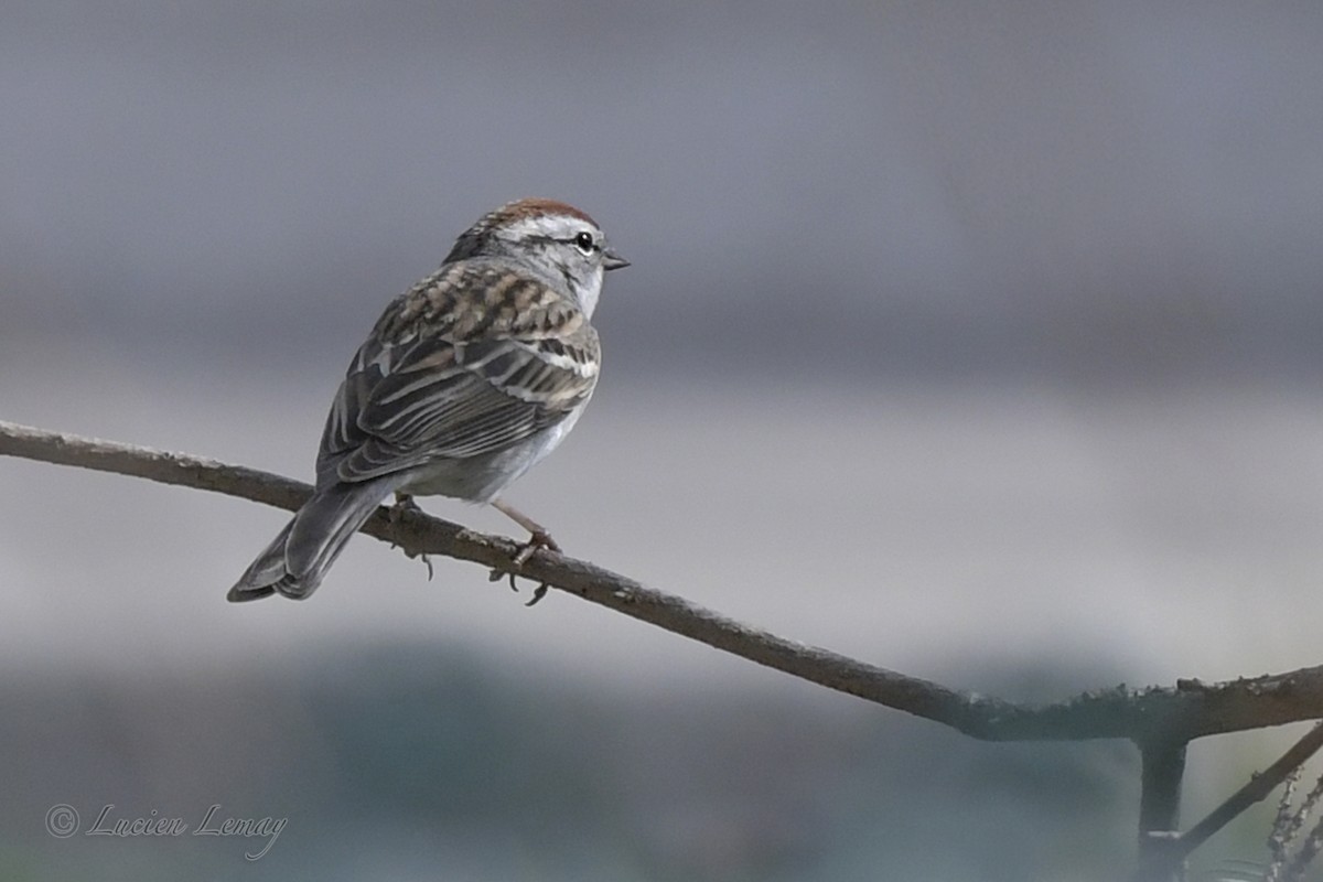 Chipping Sparrow - ML565024811