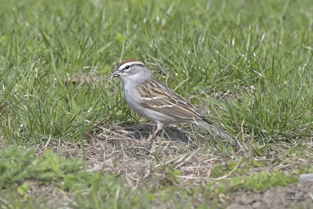 Chipping Sparrow - ML565024961