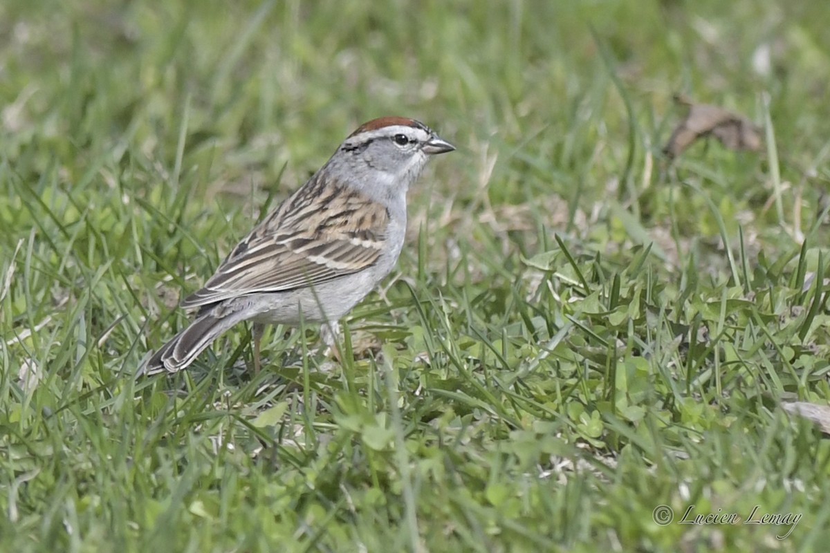 Chipping Sparrow - ML565025021