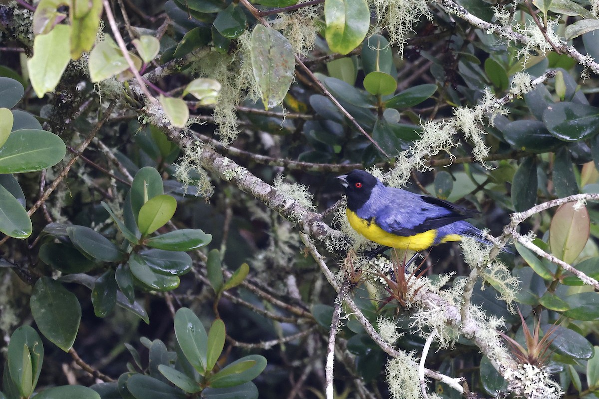 Hooded Mountain Tanager - ML565025531