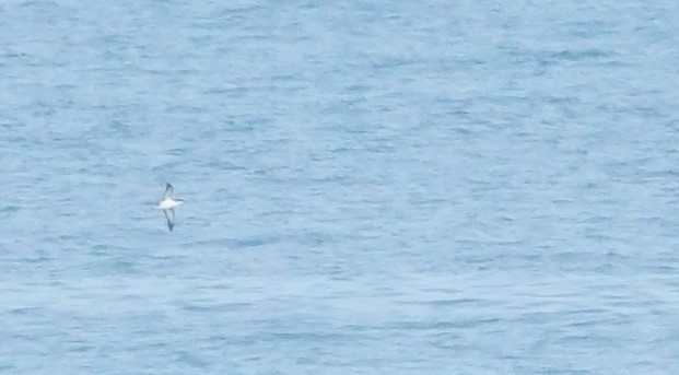Manx Shearwater - ML565025781
