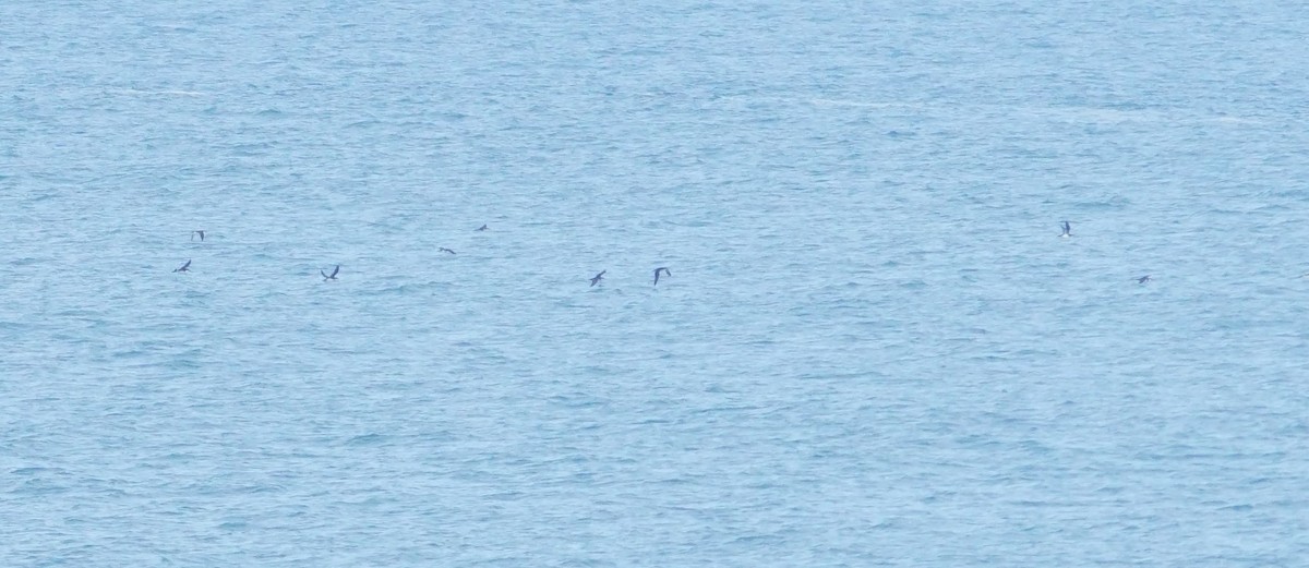 Manx Shearwater - ML565025791