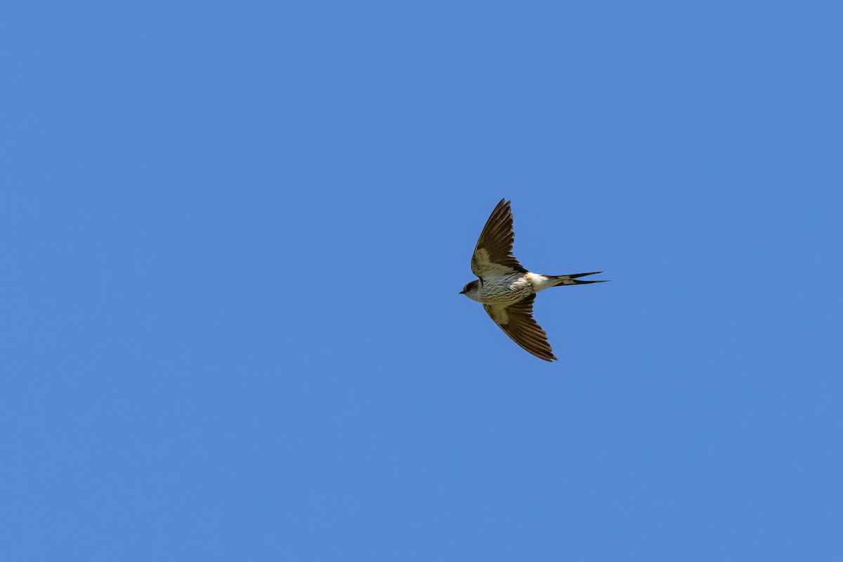 Greater Striped Swallow - ML565026191