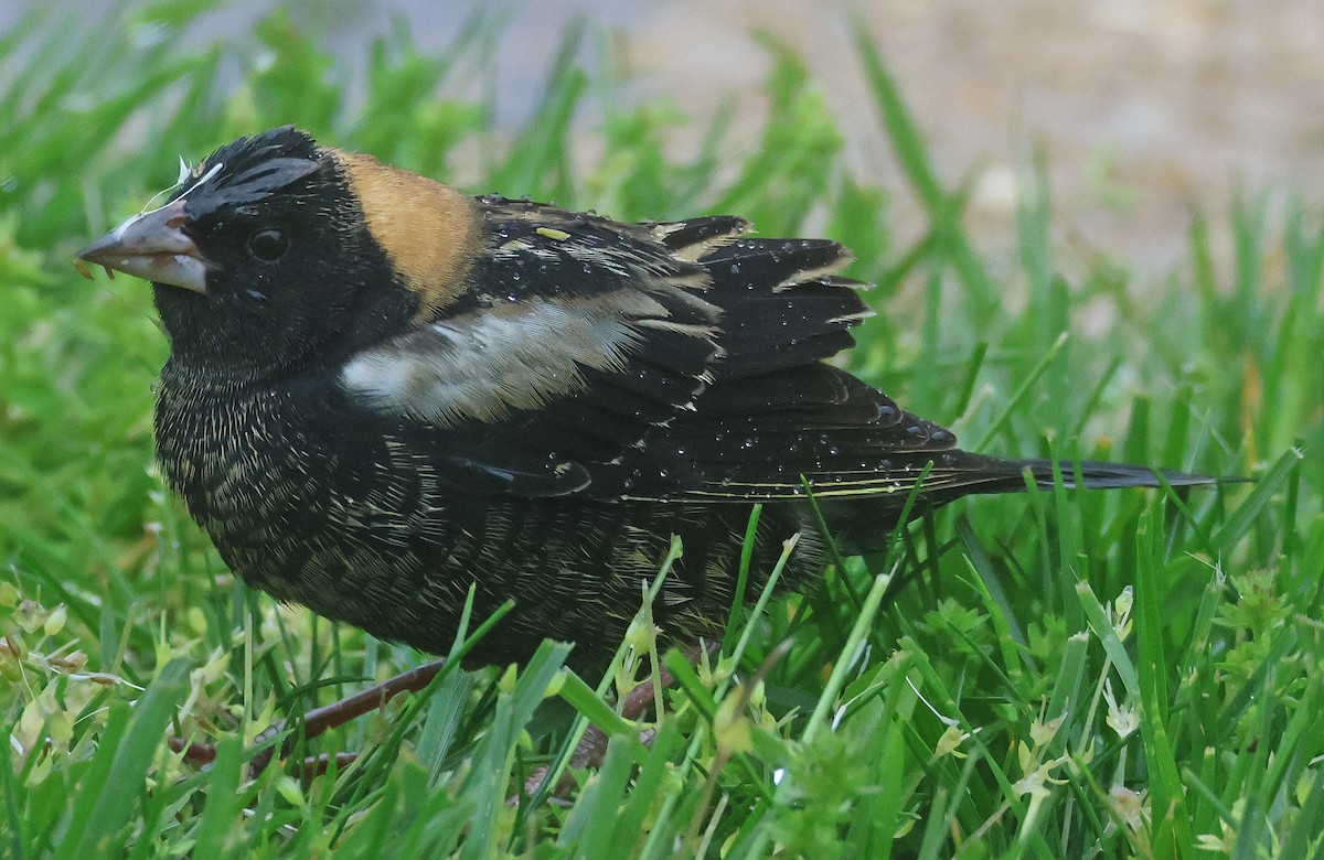 Bobolink - Linda Mack