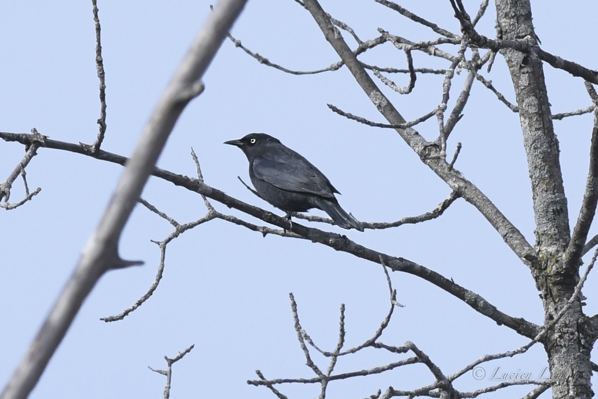 Rusty Blackbird - ML565026491