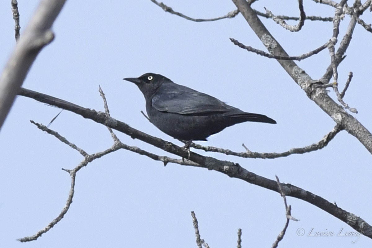 Rusty Blackbird - ML565026591