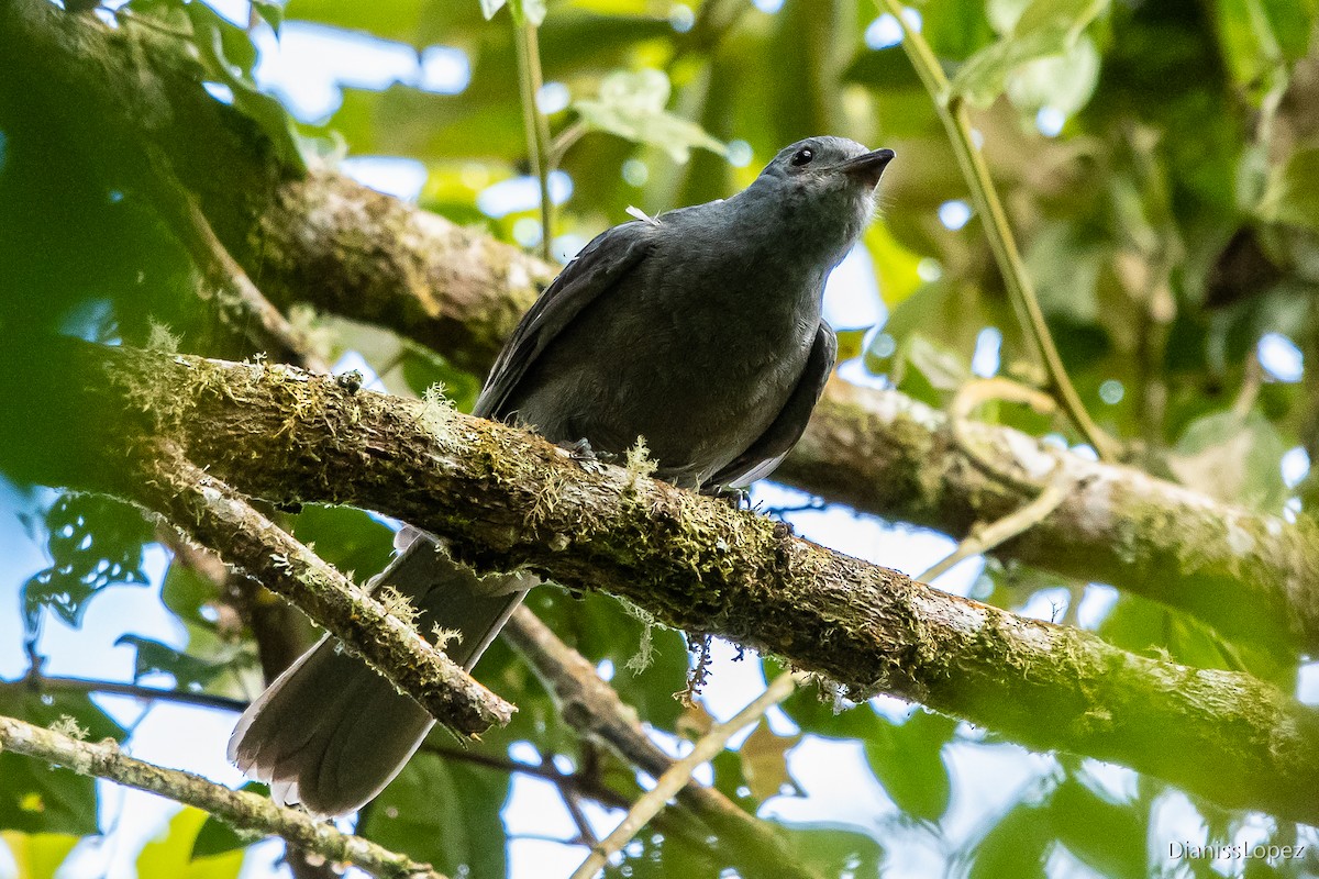 Guardabosques Oscuro - ML565026731