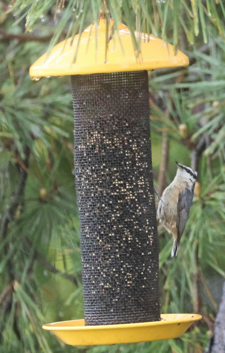 Red-breasted Nuthatch - Linda Mack