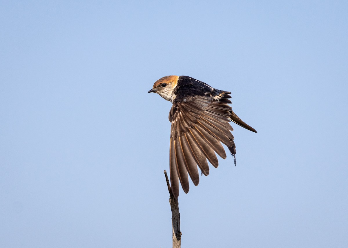 Greater Striped Swallow - ML565026801
