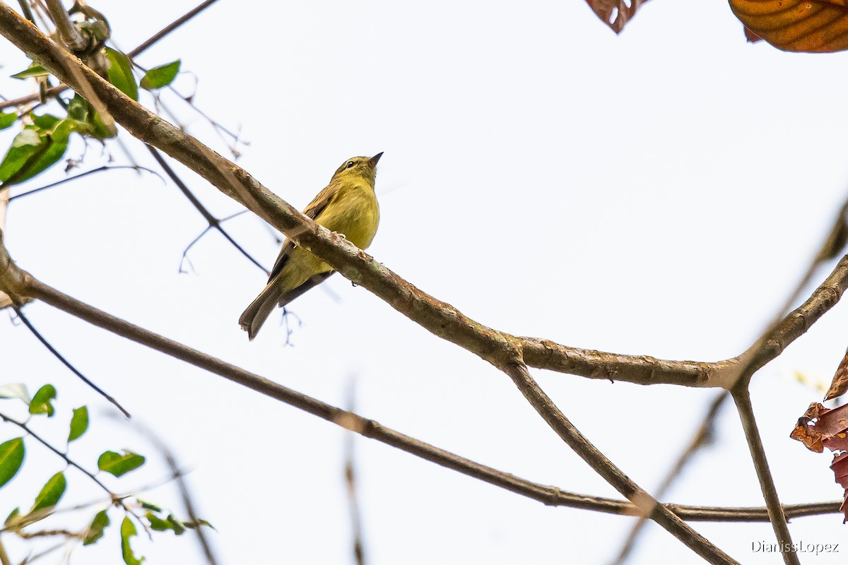 Flavescent Flycatcher - ML565027131