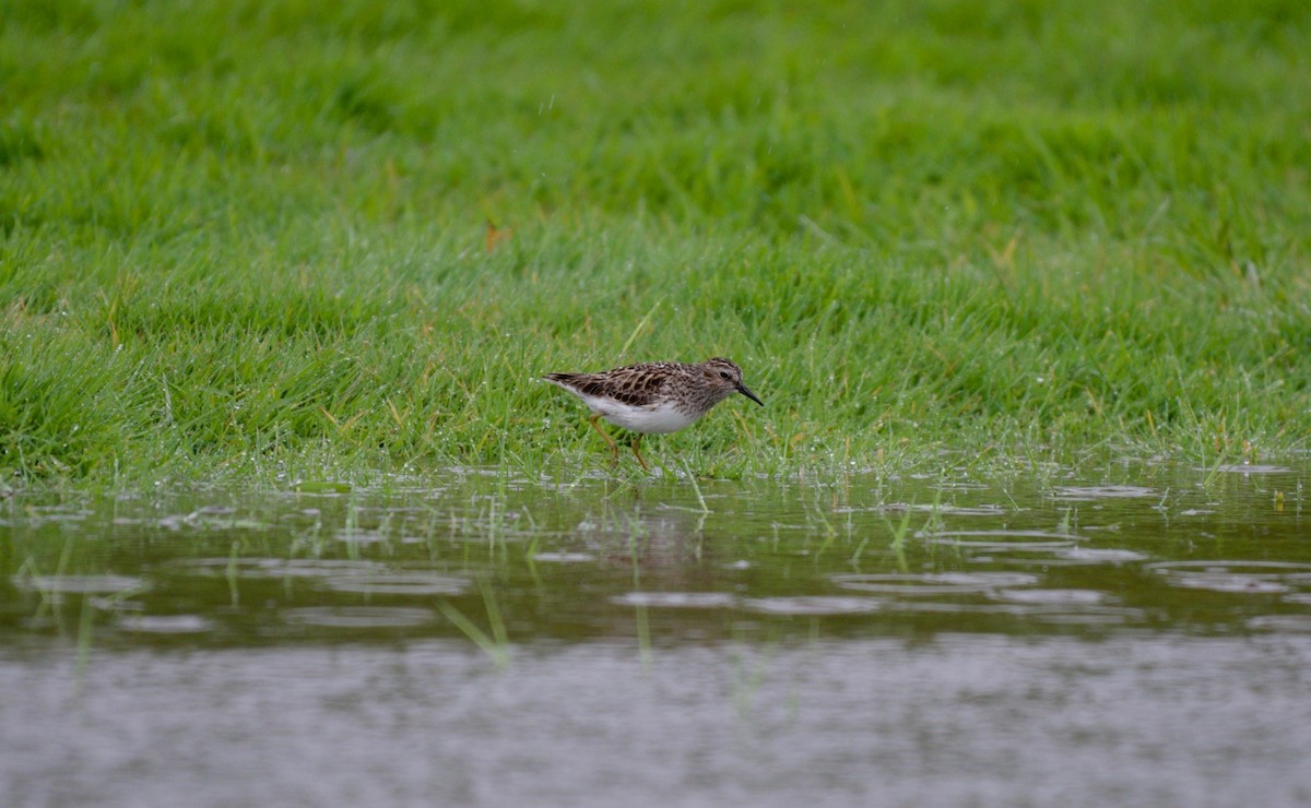 Least Sandpiper - ML565027271