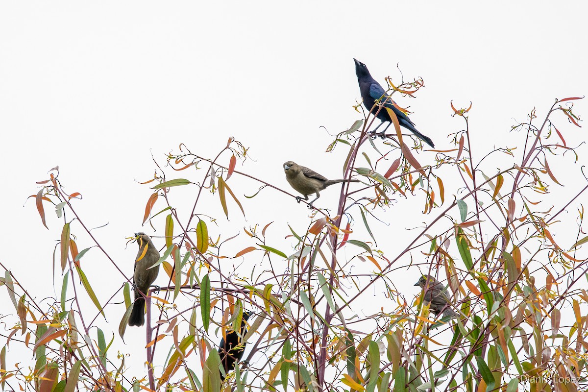 Shiny Cowbird - Diana López G