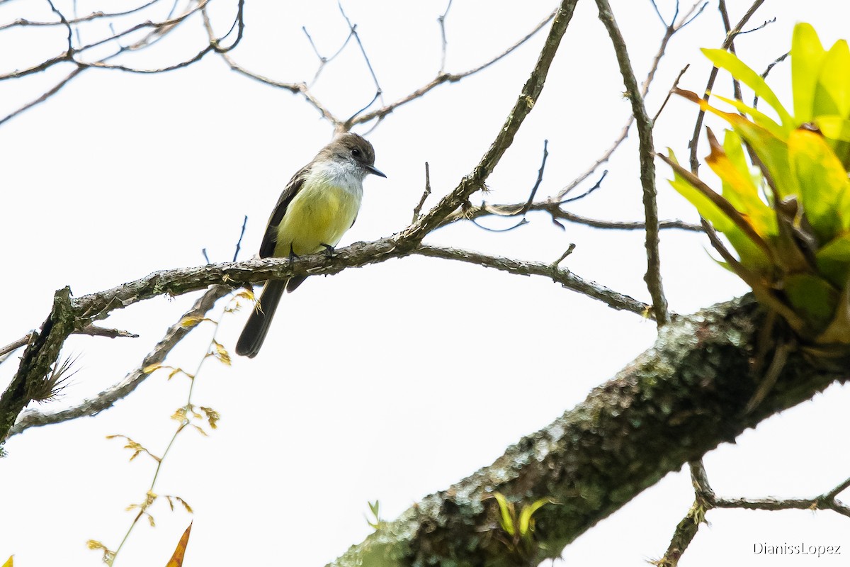 Pale-edged Flycatcher - ML565027911