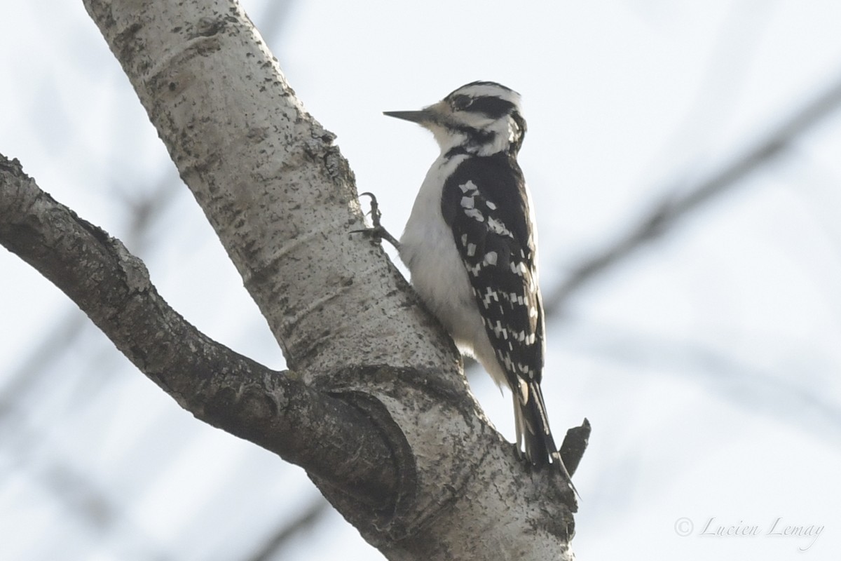 Hairy Woodpecker - Lucien Lemay